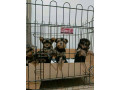 yorkies-puppies-for-adoption-small-2