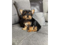 yorkies-puppies-for-adoption-small-1