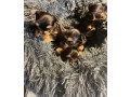 yorkies-puppies-for-adoption-small-0