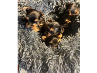 Yorkies puppies for adoption