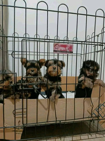 yorkies-puppies-for-adoption-big-2