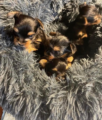 yorkies-puppies-for-adoption-big-0