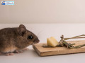 say-goodbye-to-rats-in-los-angeles-ecola-termite-pest-control-services-can-help-small-0