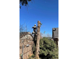 Licensed & Insured Tree Removal Experts